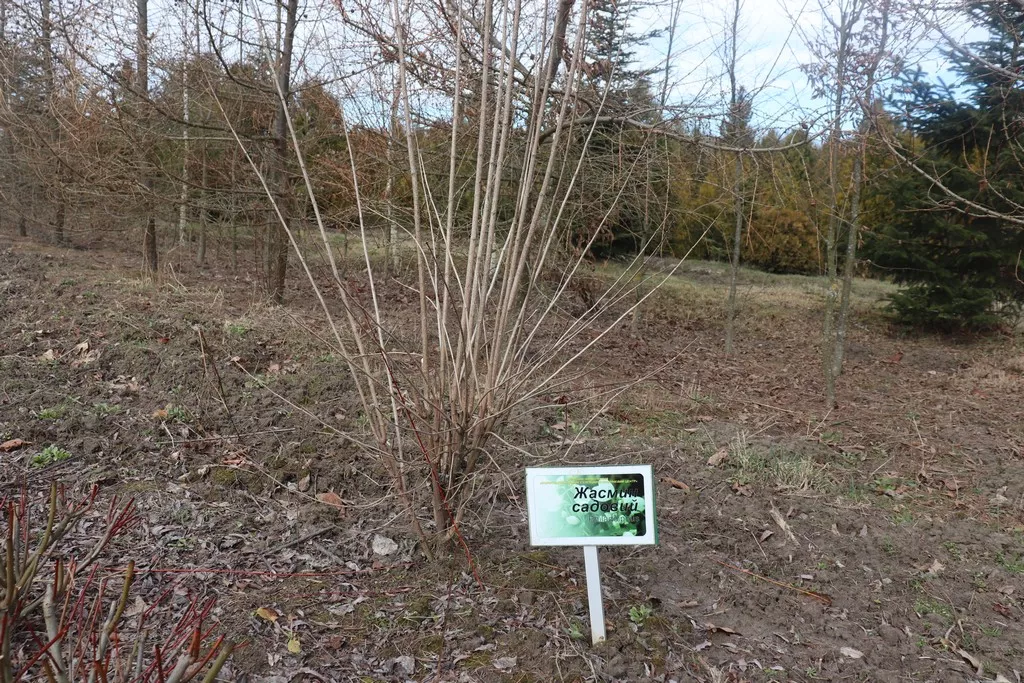 Модрина, липа, туя, катальпа: у Володимирі-Волинському висадять нові дерева 5