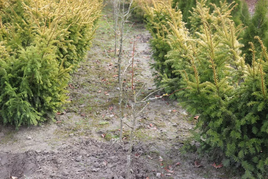 Модрина, липа, туя, катальпа: у Володимирі-Волинському висадять нові дерева 6