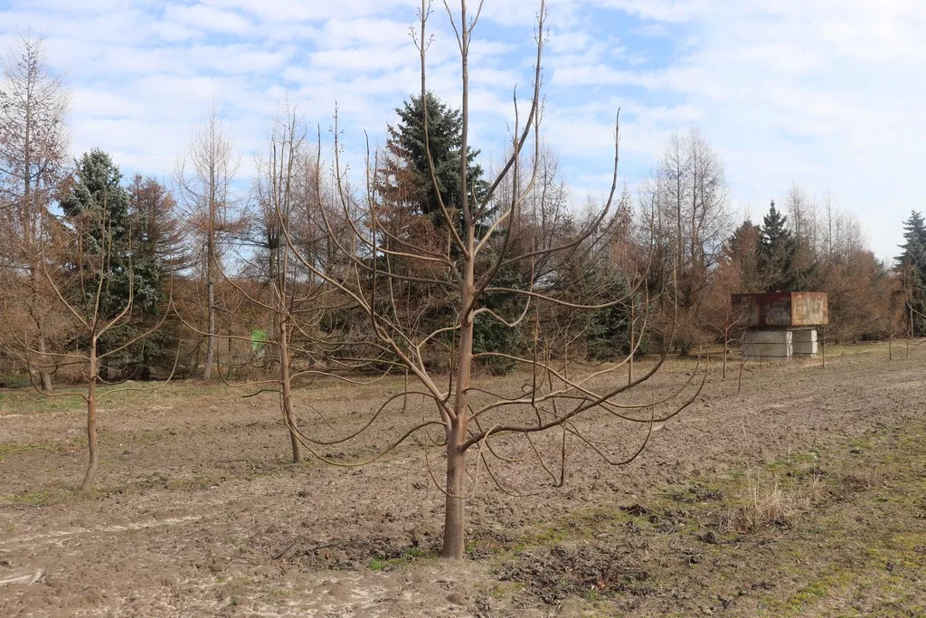 Модрина, липа, туя, катальпа: у Володимирі-Волинському висадять нові дерева 7