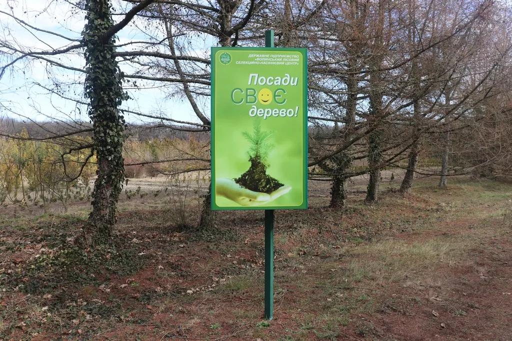 Модрина, липа, туя, катальпа: у Володимирі-Волинському висадять нові дерева 8