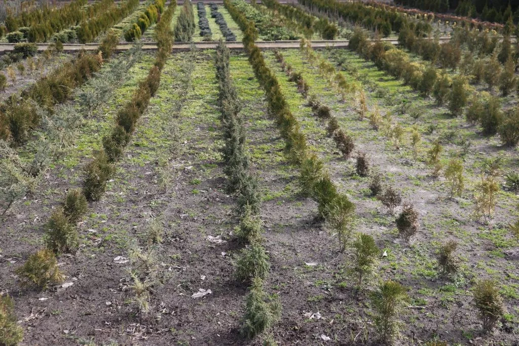 Модрина, липа, туя, катальпа: у Володимирі-Волинському висадять нові дерева 3