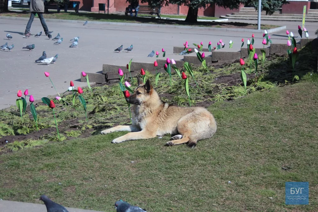 Йшов 6-й день карантину: як живе Нововолинськ 23