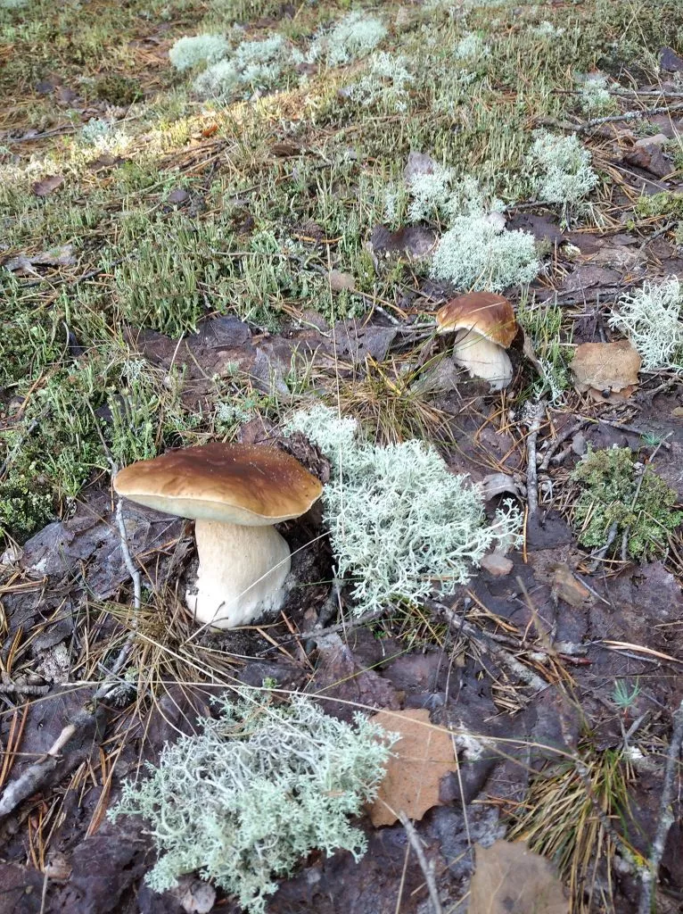 Сезон у розпалі: як збирають гриби у Володимир-Волинському та Любомльському районах 7