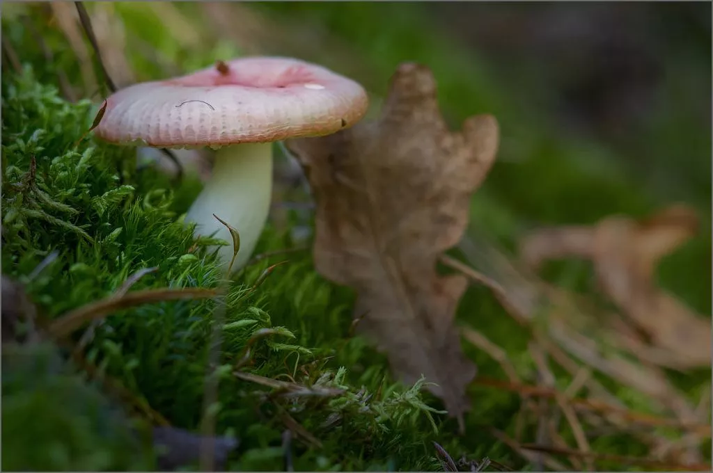 Нововолинець Андрій Бурда увійшов до списку найкращих фотографів на міжнародному конкурсі 17