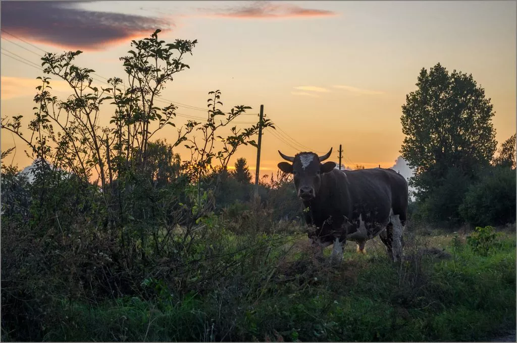 Нововолинець Андрій Бурда увійшов до списку найкращих фотографів на міжнародному конкурсі 27