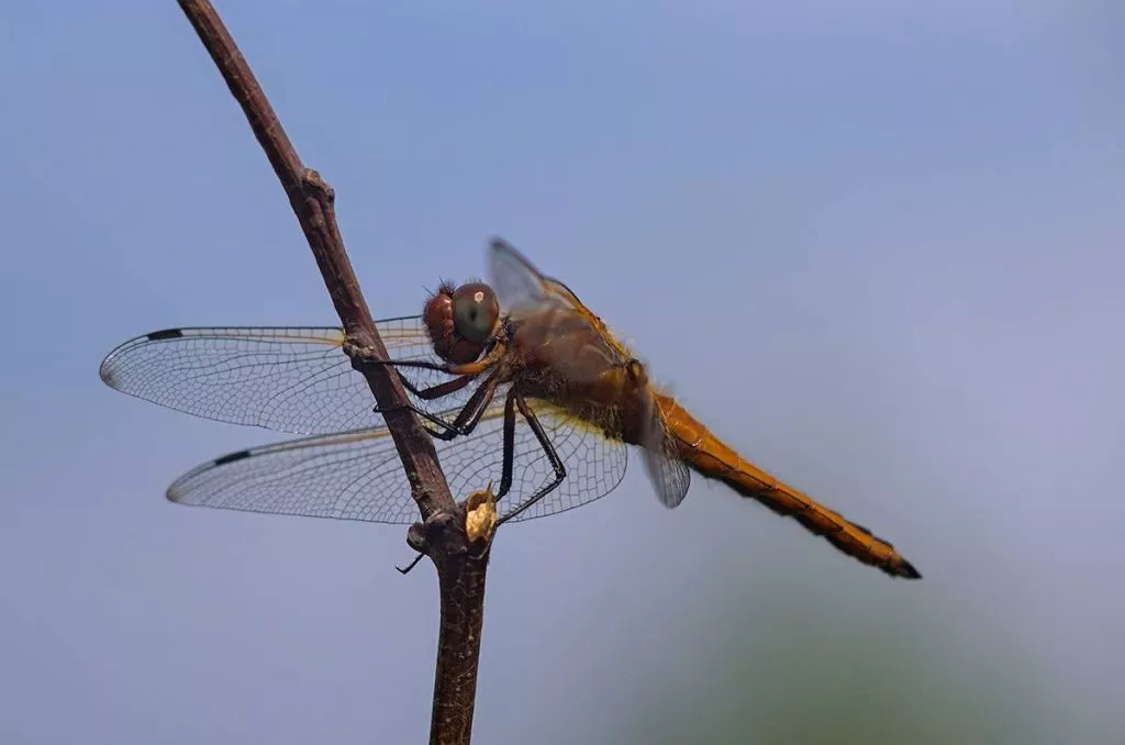 Нововолинець Андрій Бурда увійшов до списку найкращих фотографів на міжнародному конкурсі 15