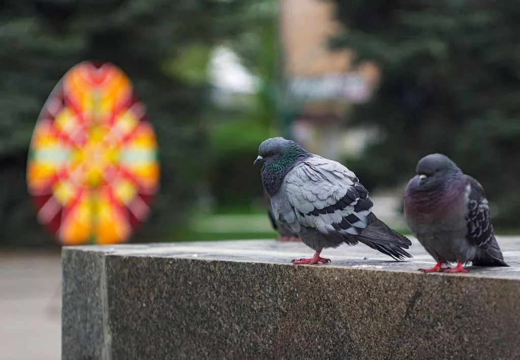 Нововолинець Андрій Бурда увійшов до списку найкращих фотографів на міжнародному конкурсі 19