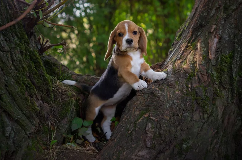 Нововолинець Андрій Бурда увійшов до списку найкращих фотографів на міжнародному конкурсі 5