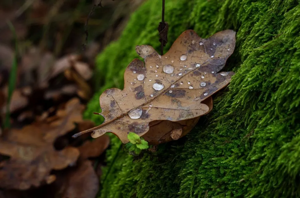 Нововолинець Андрій Бурда увійшов до списку найкращих фотографів на міжнародному конкурсі 22