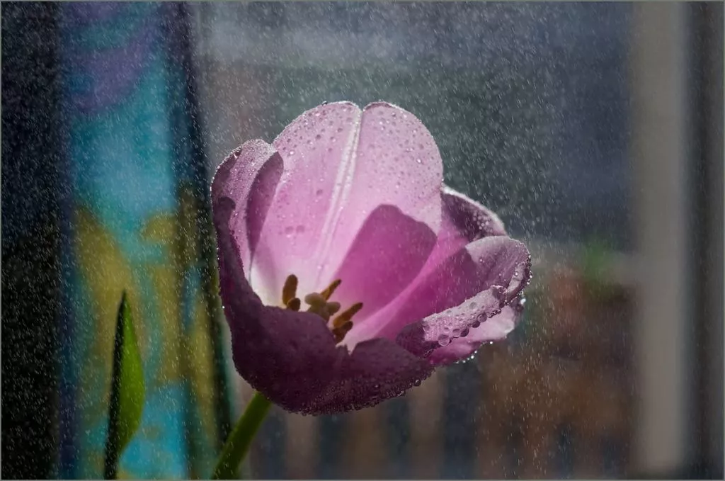 Нововолинець Андрій Бурда увійшов до списку найкращих фотографів на міжнародному конкурсі 28