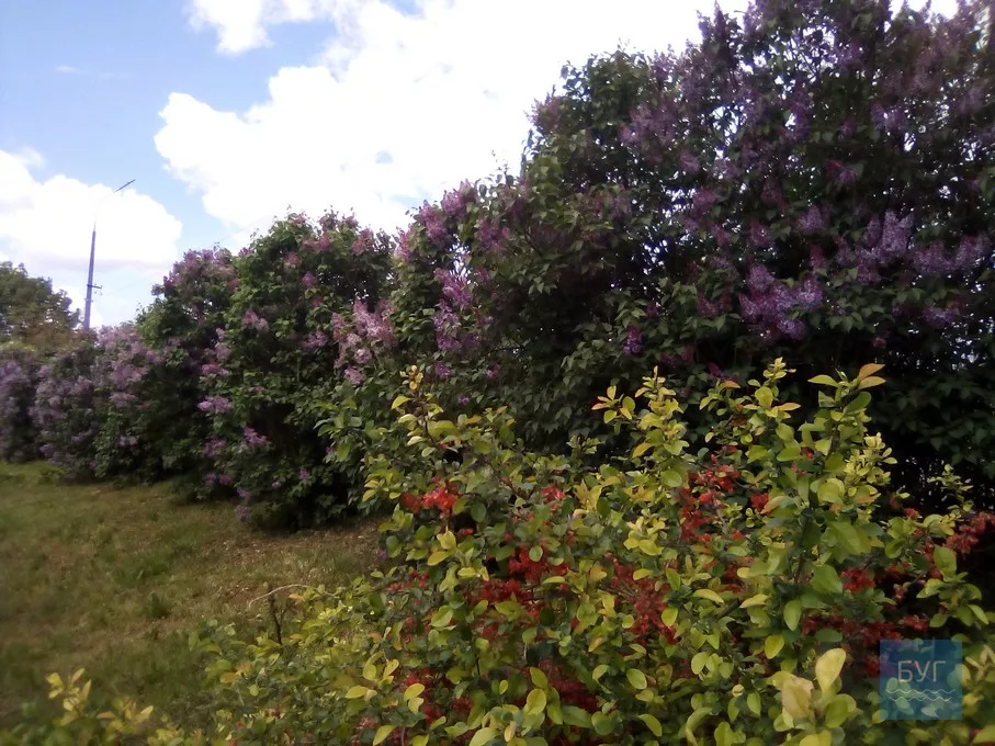 Фото дня: на території Іваничівської лікарні рясно зацвіла бузкова алея 11