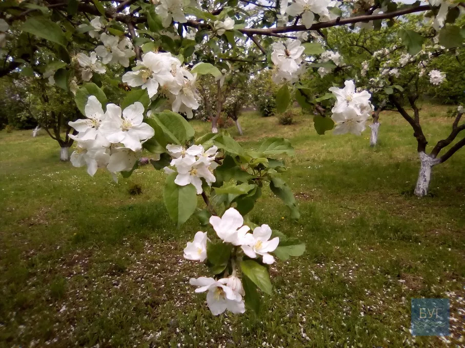 Фото дня: на території Іваничівської лікарні рясно зацвіла бузкова алея 18