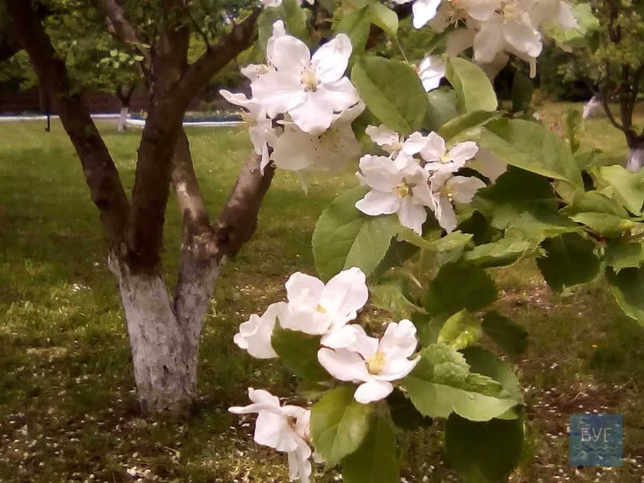 Фото дня: на території Іваничівської лікарні рясно зацвіла бузкова алея 22