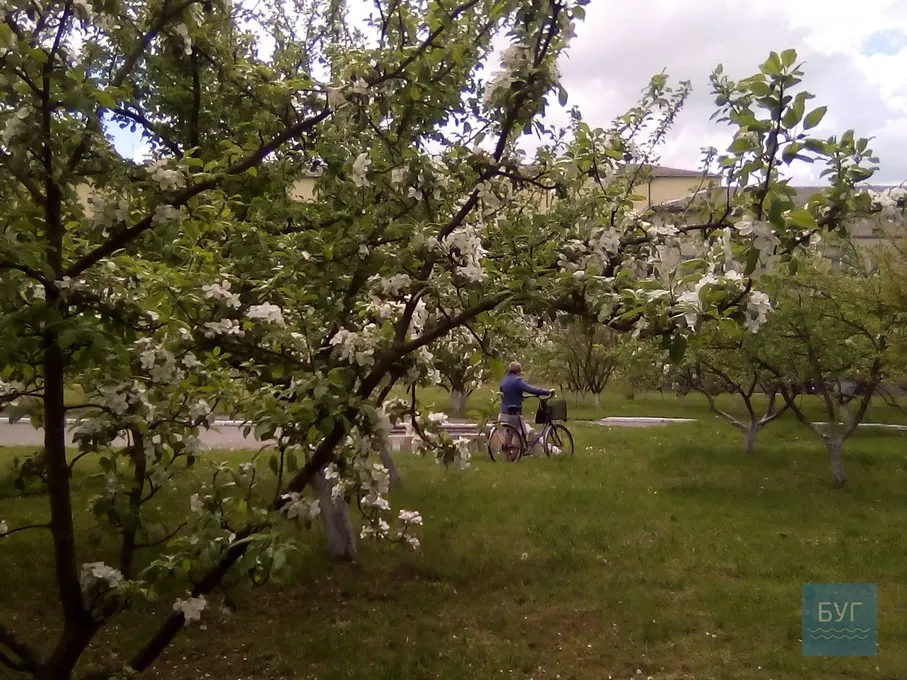 Фото дня: на території Іваничівської лікарні рясно зацвіла бузкова алея 19