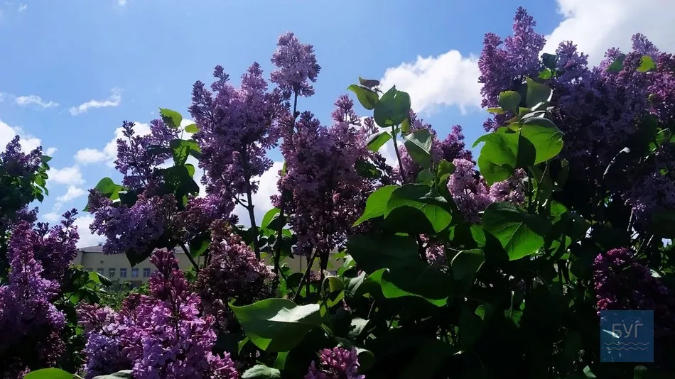 Фото дня: на території Іваничівської лікарні рясно зацвіла бузкова алея 17