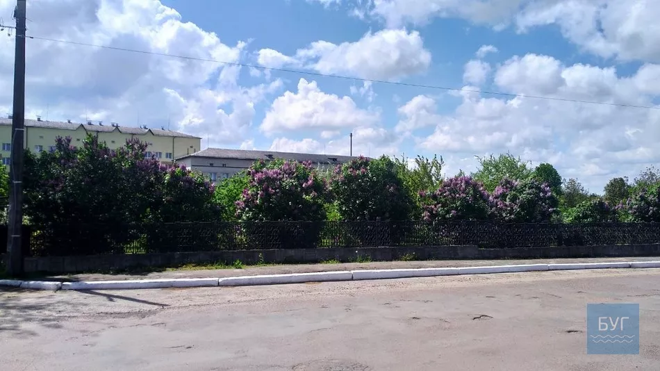 Фото дня: на території Іваничівської лікарні рясно зацвіла бузкова алея 2