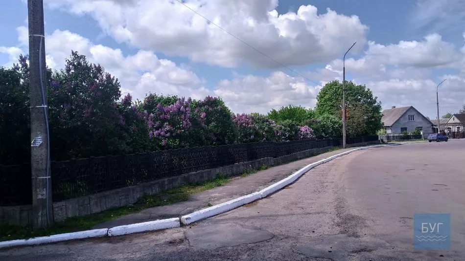 Фото дня: на території Іваничівської лікарні рясно зацвіла бузкова алея 8