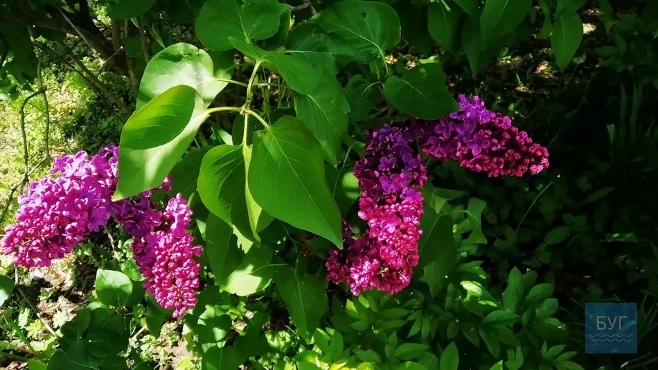 Фото дня: на території Іваничівської лікарні рясно зацвіла бузкова алея 9