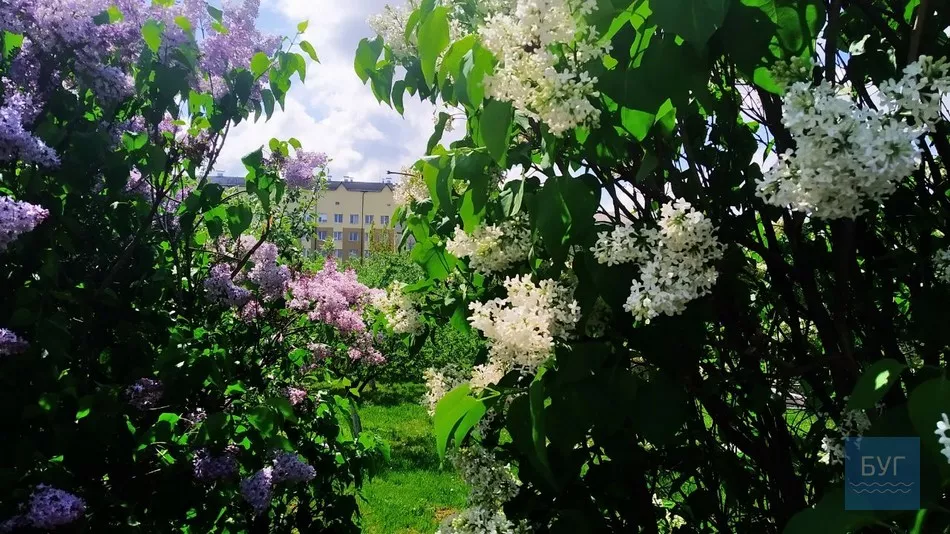 Фото дня: на території Іваничівської лікарні рясно зацвіла бузкова алея 4