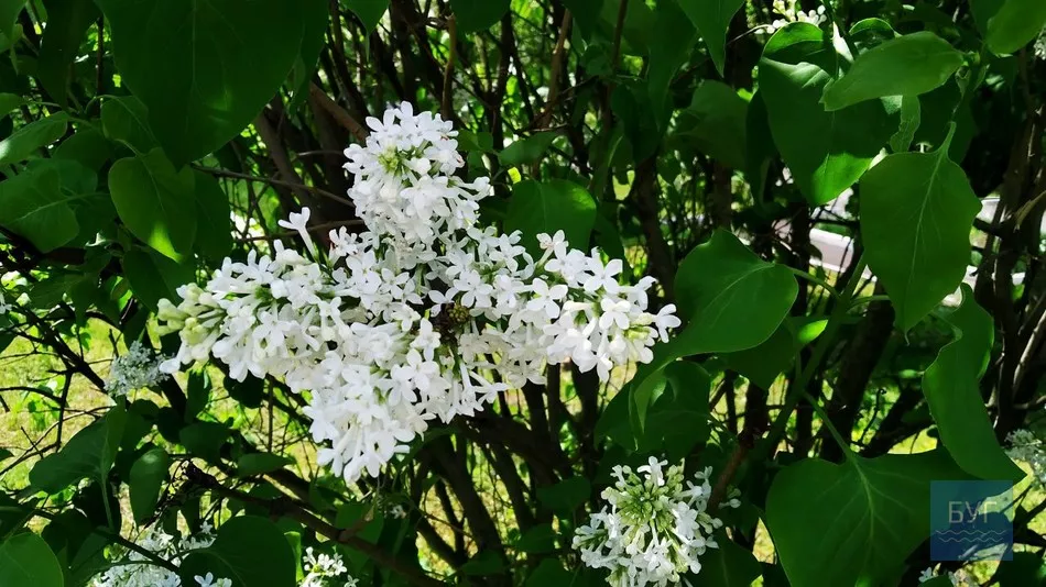 Фото дня: на території Іваничівської лікарні рясно зацвіла бузкова алея 7