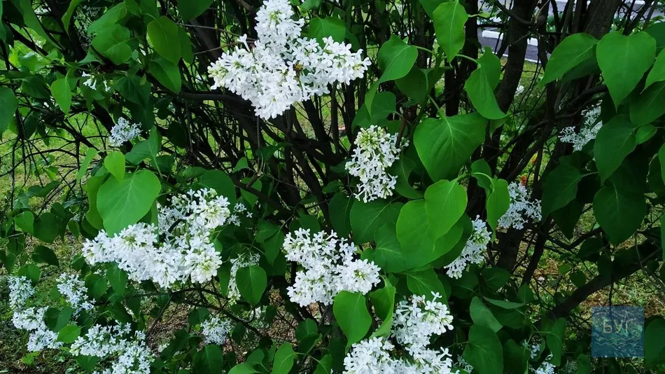 Фото дня: на території Іваничівської лікарні рясно зацвіла бузкова алея 10