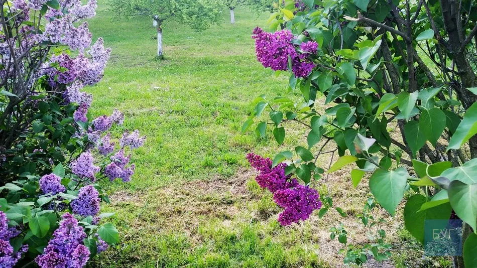 Фото дня: на території Іваничівської лікарні рясно зацвіла бузкова алея 3