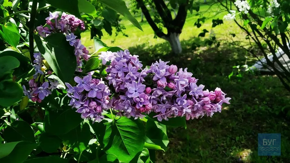 Фото дня: на території Іваничівської лікарні рясно зацвіла бузкова алея 5