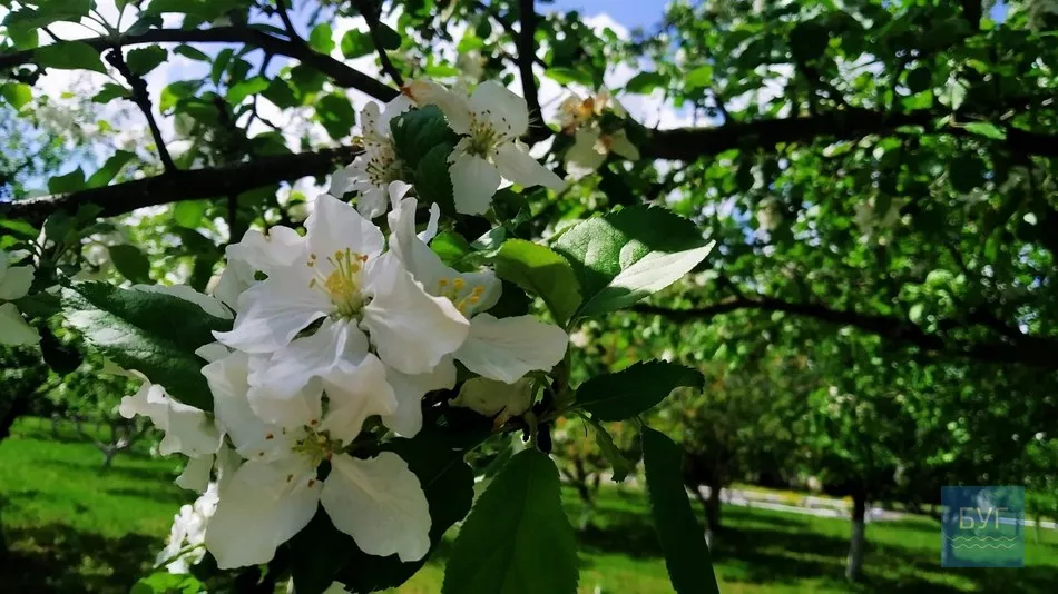 Фото дня: на території Іваничівської лікарні рясно зацвіла бузкова алея 21