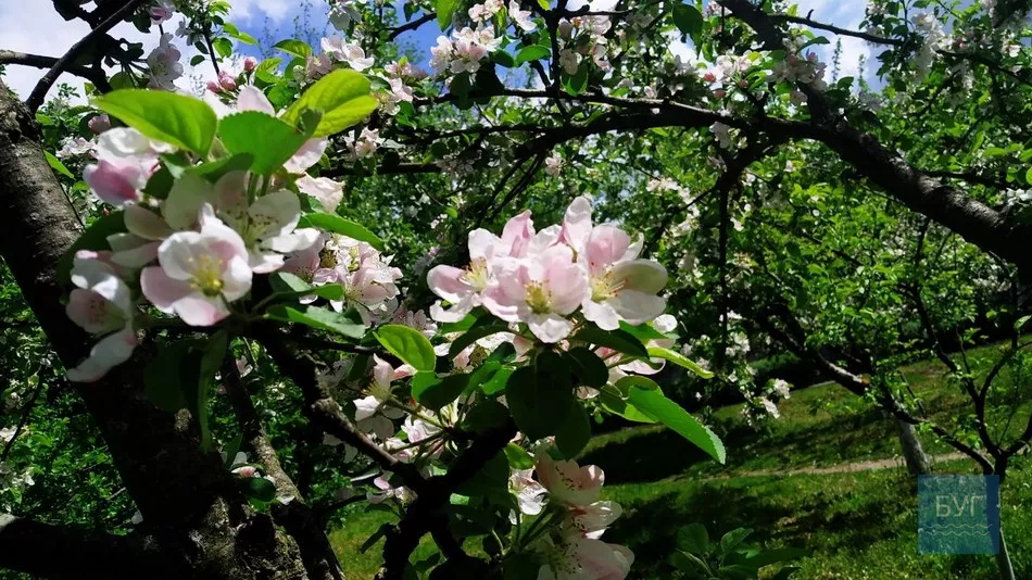 Фото дня: на території Іваничівської лікарні рясно зацвіла бузкова алея 12