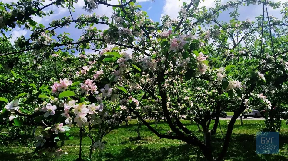 Фото дня: на території Іваничівської лікарні рясно зацвіла бузкова алея 16