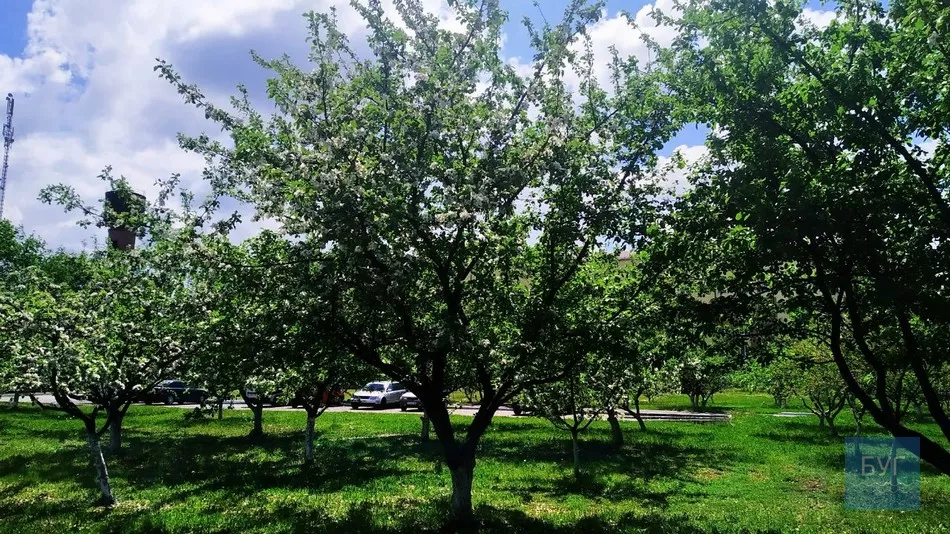 Фото дня: на території Іваничівської лікарні рясно зацвіла бузкова алея 13