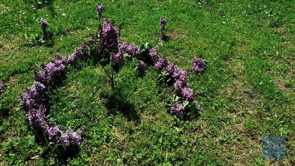 Фото дня: на території Іваничівської лікарні рясно зацвіла бузкова алея 15