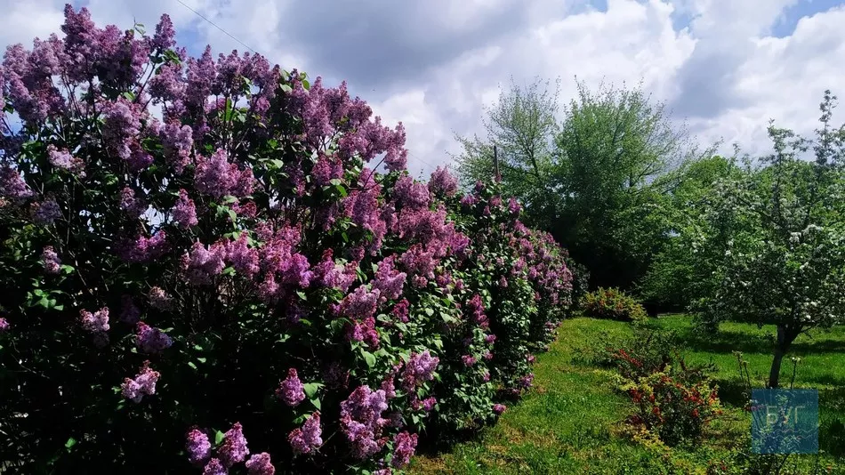 Фото дня: на території Іваничівської лікарні рясно зацвіла бузкова алея 23