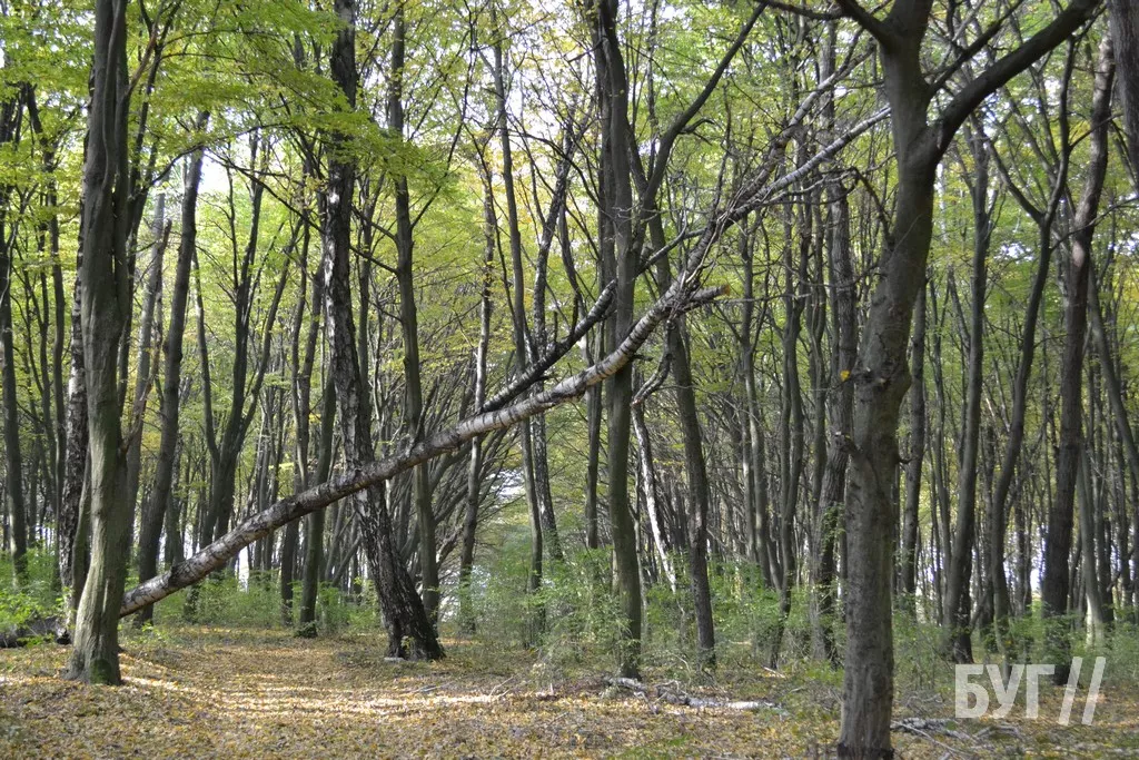 Повалені дерева у лісі Поромівської громади будуть віддавати соціально незахищеним мешканцям 7