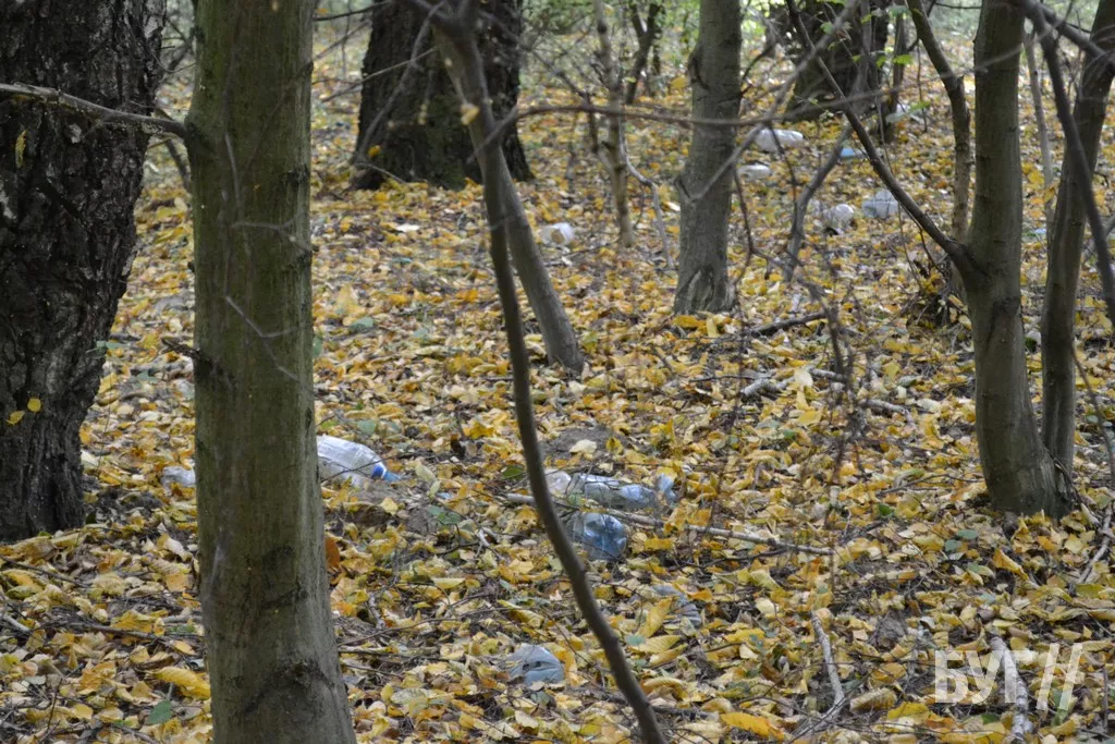 Повалені дерева у лісі Поромівської громади будуть віддавати соціально незахищеним мешканцям 8