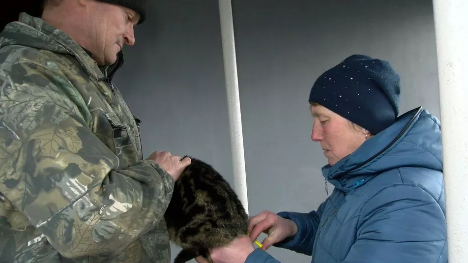 У селі П'ятидні Устилузької громади, де біля школи виявили скаженого пса, почали вакцинувати усіх тварин 3