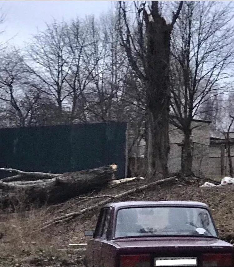 Повалене через негоду дерево пошкодило автівку у Нововолинську 3