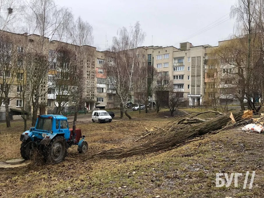Повалене через негоду дерево пошкодило автівку у Нововолинську 6