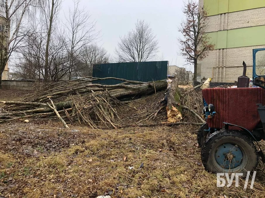 Повалене через негоду дерево пошкодило автівку у Нововолинську 7