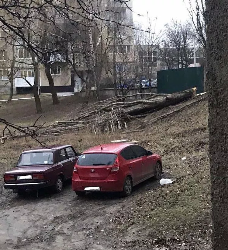 Повалене через негоду дерево пошкодило автівку у Нововолинську 2