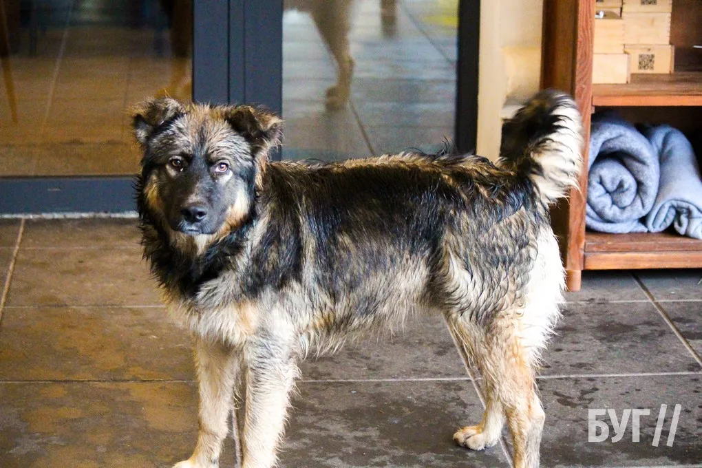 Справжня осінь завітала у місто: як живе Нововолинськ у дощову погоду 10