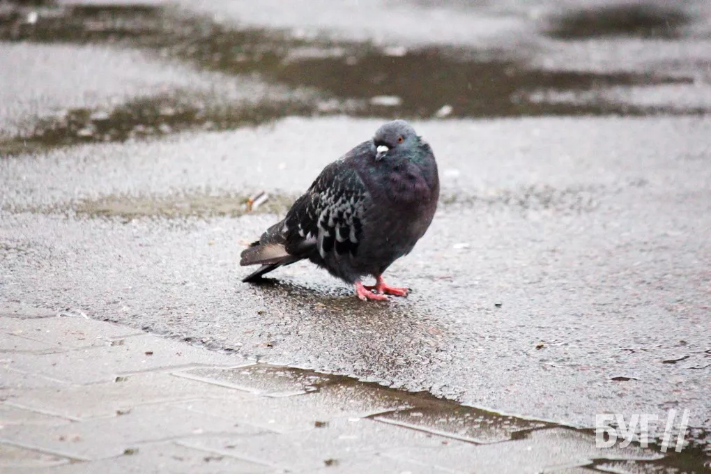 Справжня осінь завітала у місто: як живе Нововолинськ у дощову погоду 17