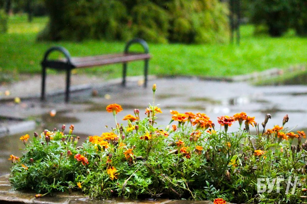 Справжня осінь завітала у місто: як живе Нововолинськ у дощову погоду 4