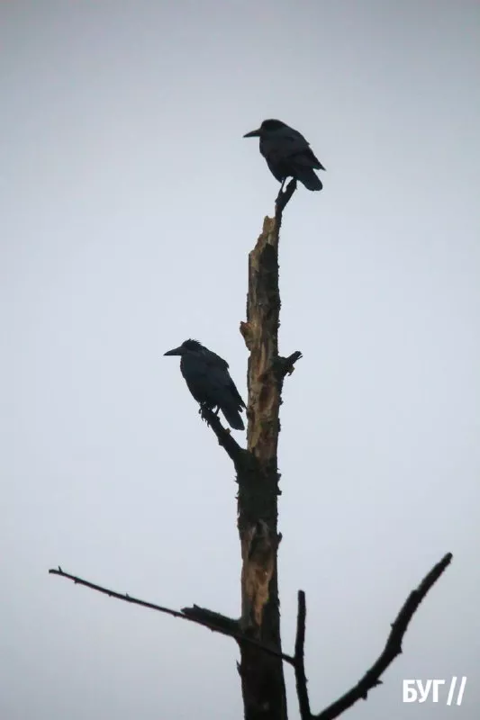 Справжня осінь завітала у місто: як живе Нововолинськ у дощову погоду 19