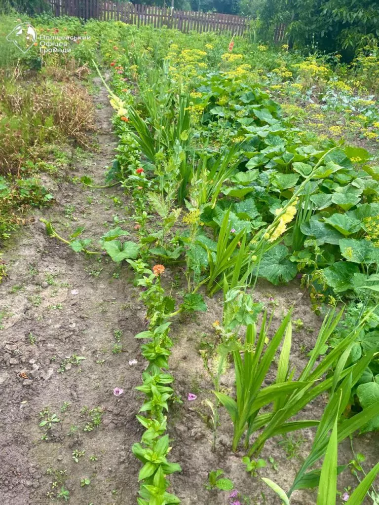 Жителька Литовезької громади вирощувала на городі коноплю 4