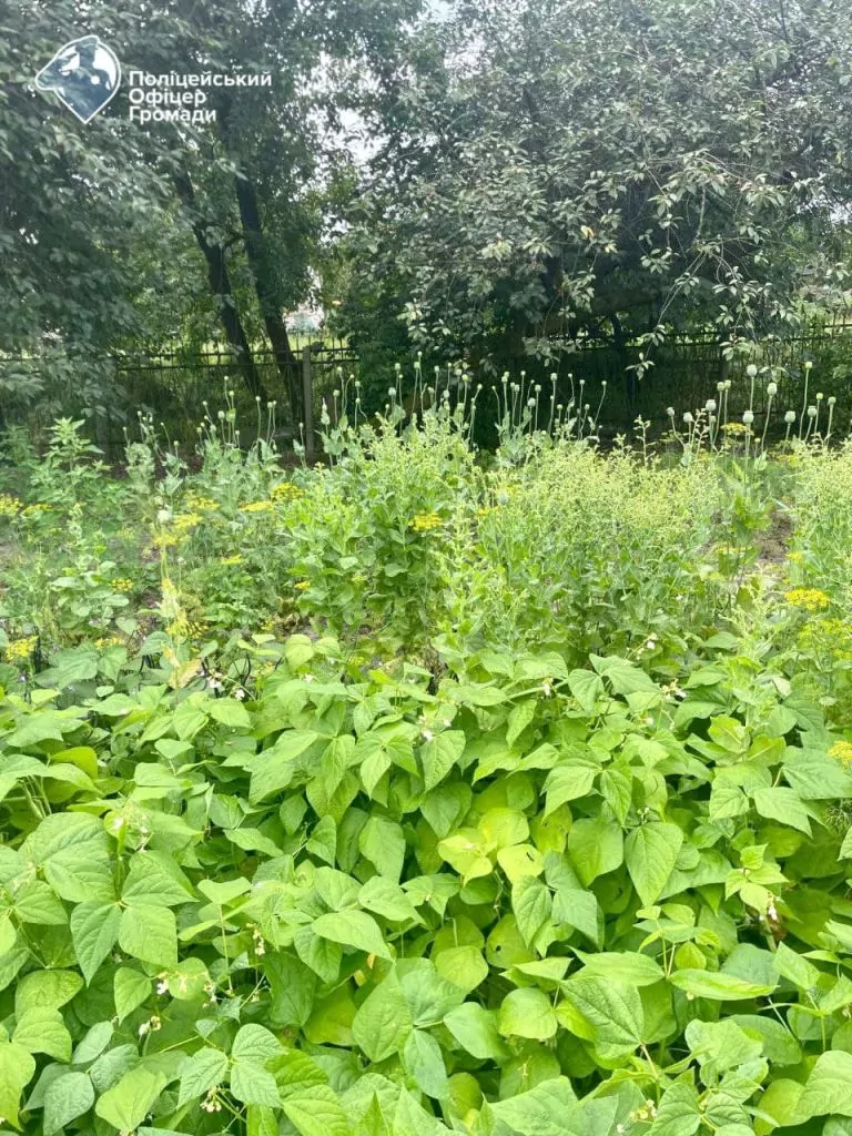 Жителька Литовезької громади вирощувала на городі коноплю 2