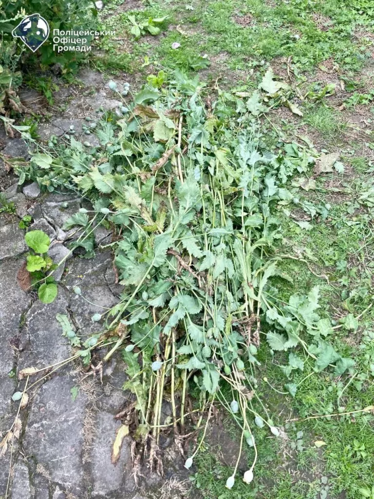 Жителька Литовезької громади вирощувала на городі коноплю 3