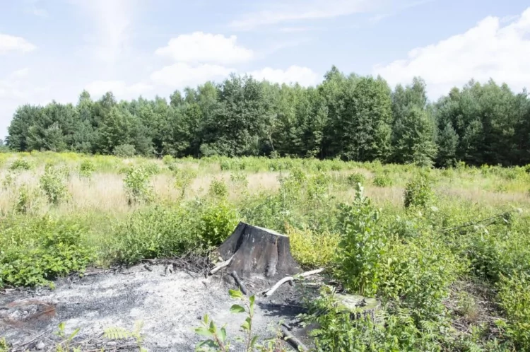 Самосійні ліси на Волині: «узаконюють» чи рубають? 3