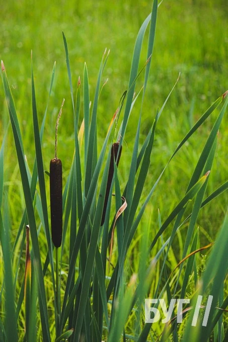 Які сувеніри пропонують придбати відпочивальникам на ринку у селі Світязь? 33