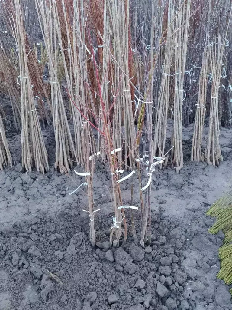 Саджанці фруктових дерев за донат: волонтерка з Павлівської громади організувала благодійну лотерею на допомогу ЗСУ 6
